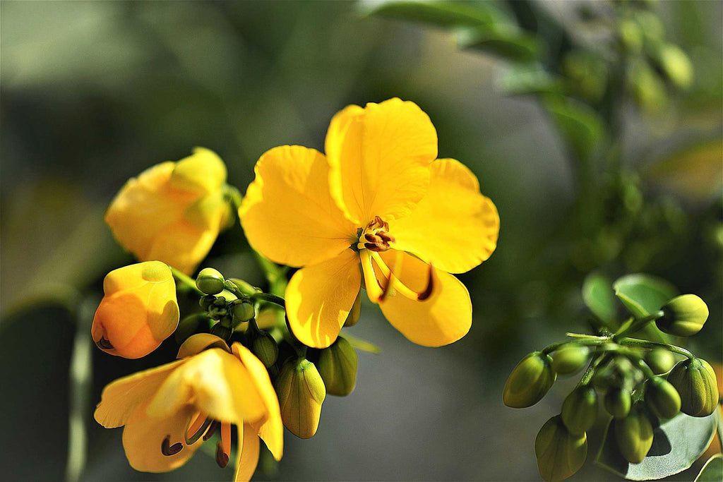 Understanding Senna: A Natural Laxative with Ancient Roots